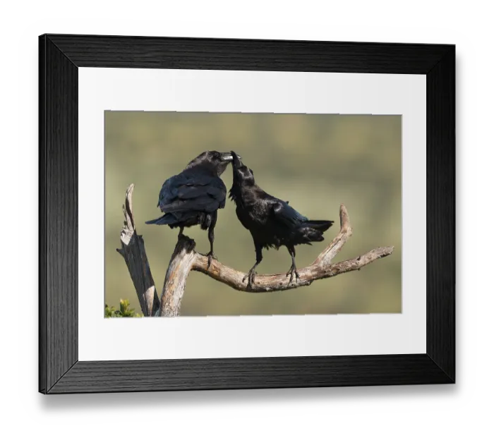 Framed Print : Pair of common ravens (Corvus corax) mating on a branch