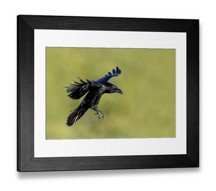 Framed Print : Raven (Corvus corax), flight, Extremadura, Spain