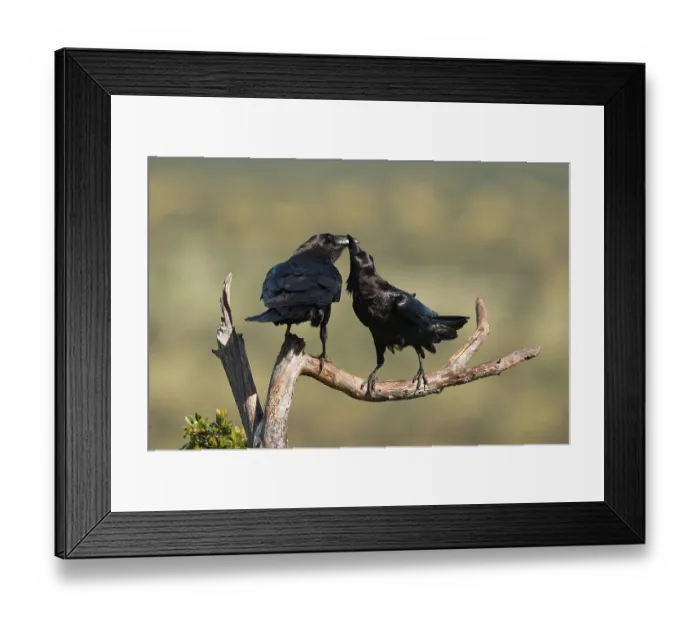 Framed Print : Pair of common ravens (Corvus corax) mating on a branch