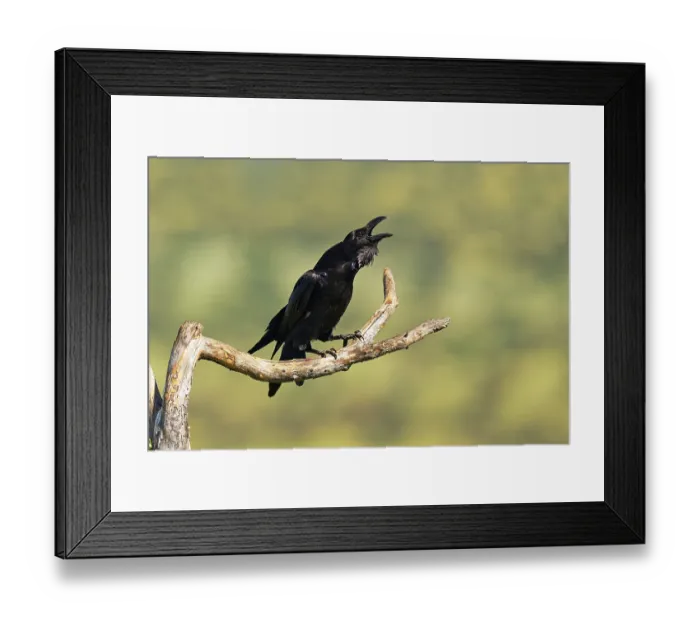 Framed Print : Raven (Corvus corax) mating on a branch Framed Print : Raven (Corvus corax) mating on a branch
