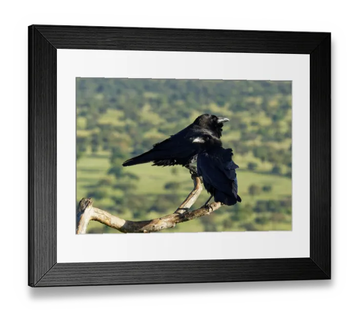 Framed Print : Pair of common ravens (Corvus corax) on a dead branch Framed Print : Pair of common ravens (Corvus corax) on a dead branch