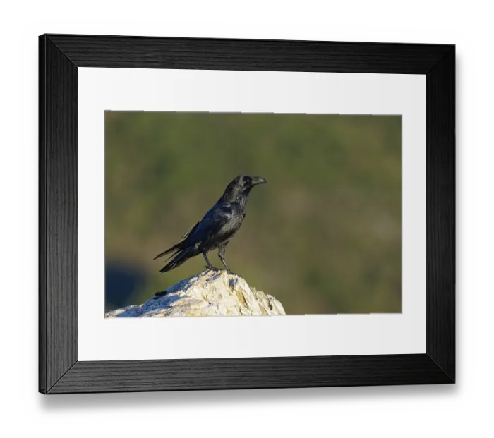 Framed Print : Raven (Corvus corax) on a rock, Extremadura, Spain