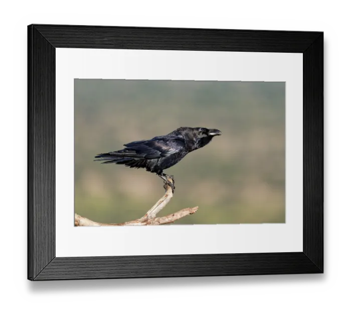 Framed Print : Raven (Corvus corax) on a dead branch Framed Print : Raven (Corvus corax) on a dead branch