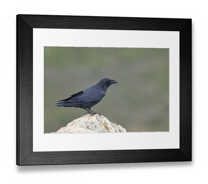Framed Print : Raven (Corvus corax) on a rock, Extremadura, Spain