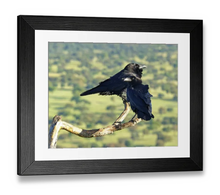 Framed Print : Pair of common ravens (Corvus corax) on a dead branch