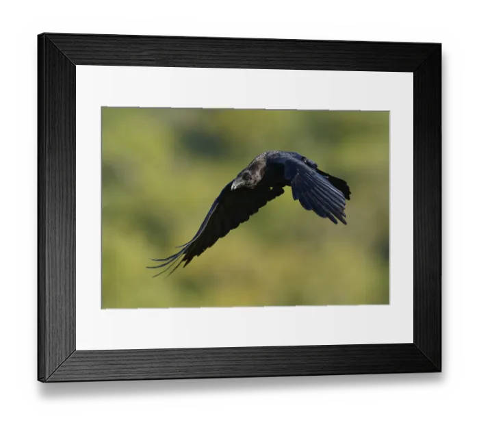 Framed Print : Raven (Corvus corax), flight, Extremadura, Spain Framed Print : Raven (Corvus corax), flight, Extremadura, Spain