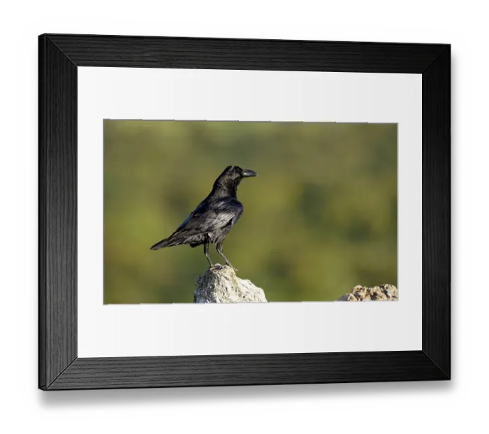 Framed Print : Raven (Corvus corax) on a rock, Extremadura, Spain Framed Print : Raven (Corvus corax) on a rock, Extremadura, Spain