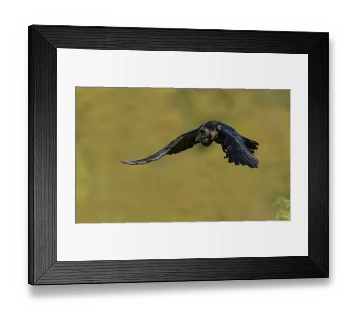 Framed Print : Raven (Corvus corax), flight, calling