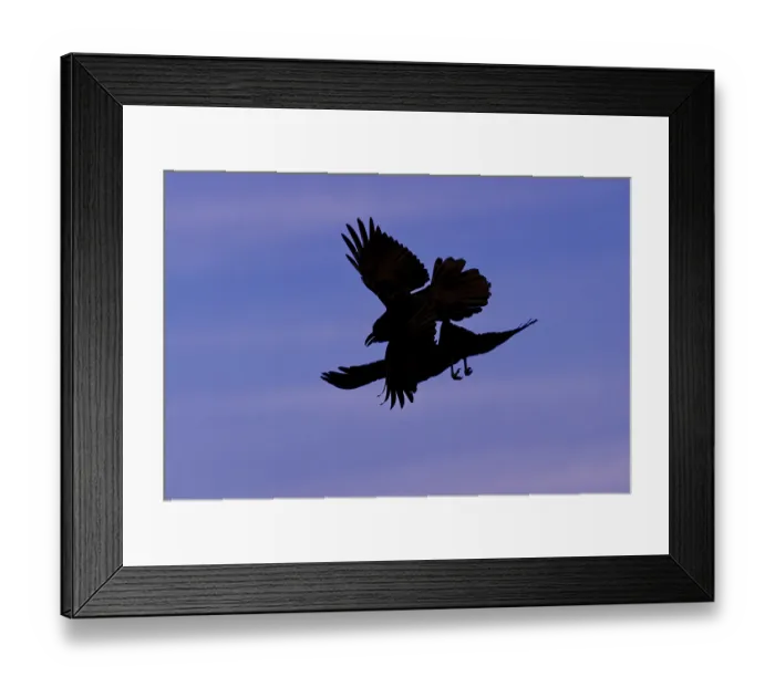 Framed Print : Common ravens (Corvus corax), flying games