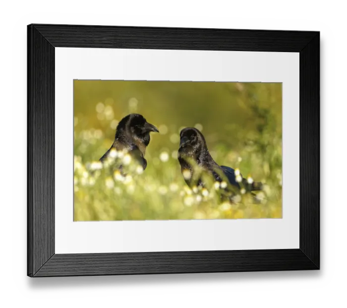 Framed Print : Pair of common ravens (Corvus corax)