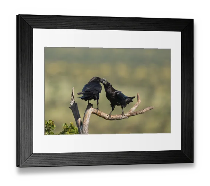 Framed Print : Pair of common ravens (Corvus corax) mating on a branch Framed Print : Pair of common ravens (Corvus corax) mating on a branch
