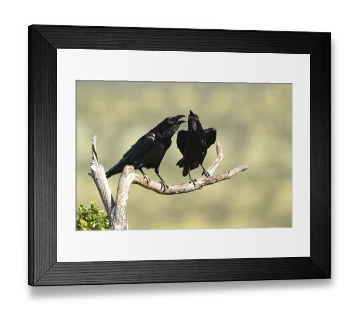 Framed Print : Pair of common ravens (Corvus corax) mating on a branch Framed Print : Pair of common ravens (Corvus corax) mating on a branch