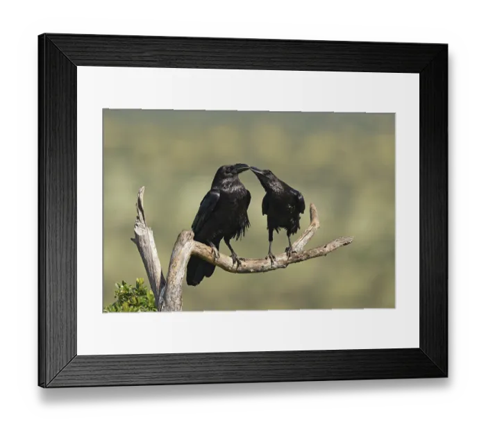 Framed Print : Pair of common ravens (Corvus corax) mating on a branch Framed Print : Pair of common ravens (Corvus corax) mating on a branch