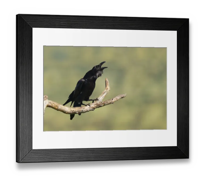 Framed Print : Raven (Corvus corax) mating on a branch