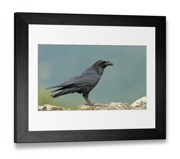 Framed Print : Raven (Corvus corax) on a rock, Extremadura, Spain Framed Print : Raven (Corvus corax) on a rock, Extremadura, Spain