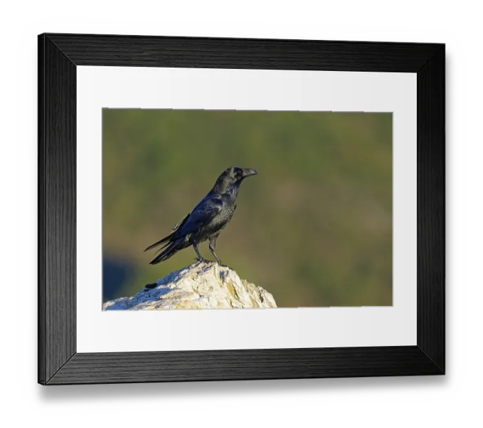Framed Print : Raven (Corvus corax) on a rock, Extremadura, Spain