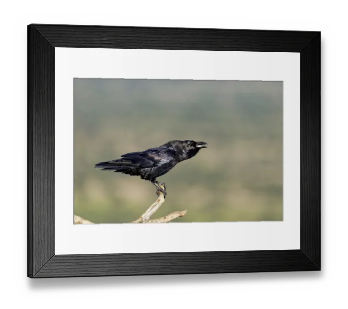 Framed Print : Raven (Corvus corax) on a dead branch Framed Print : Raven (Corvus corax) on a dead branch