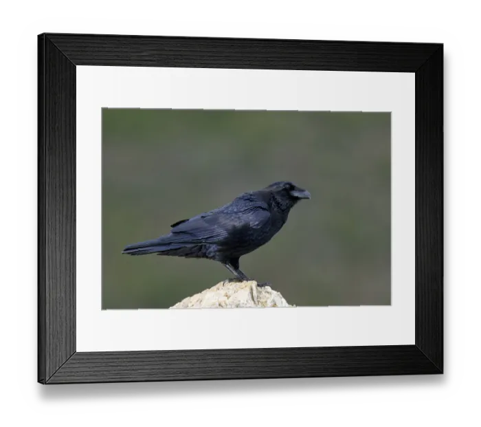 Framed Print : Raven (Corvus corax) on a rock, Extremadura, Spain