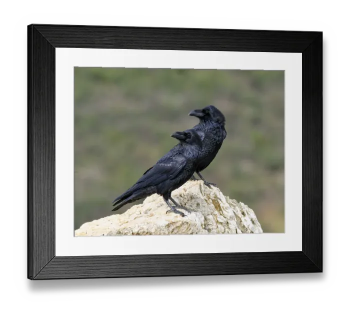 Framed Print : Pair of common ravens (Corvus corax) on a rock