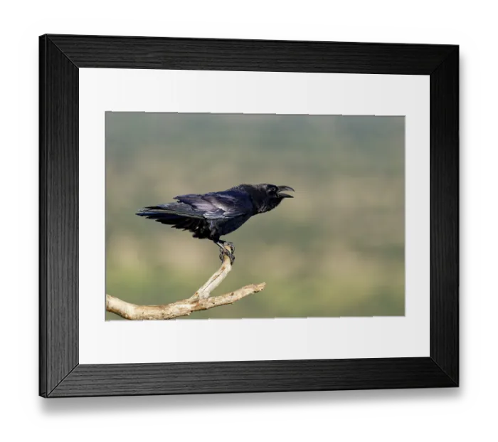 Framed Print : Raven (Corvus corax) on a dead branch Framed Print : Raven (Corvus corax) on a dead branch