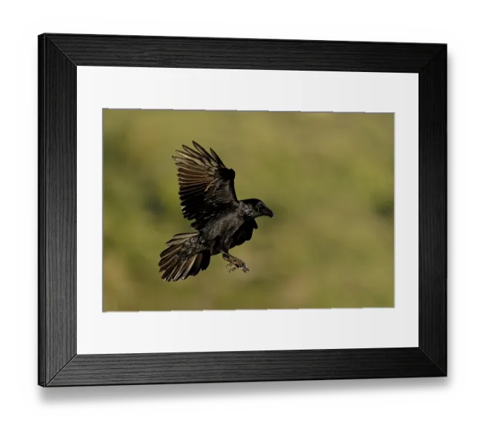 Framed Print : Raven (Corvus corax), flight, Extremadura, Spain