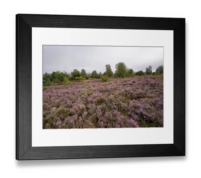 Framed Print : Purple flowering heath, broom heather and juniper bushes