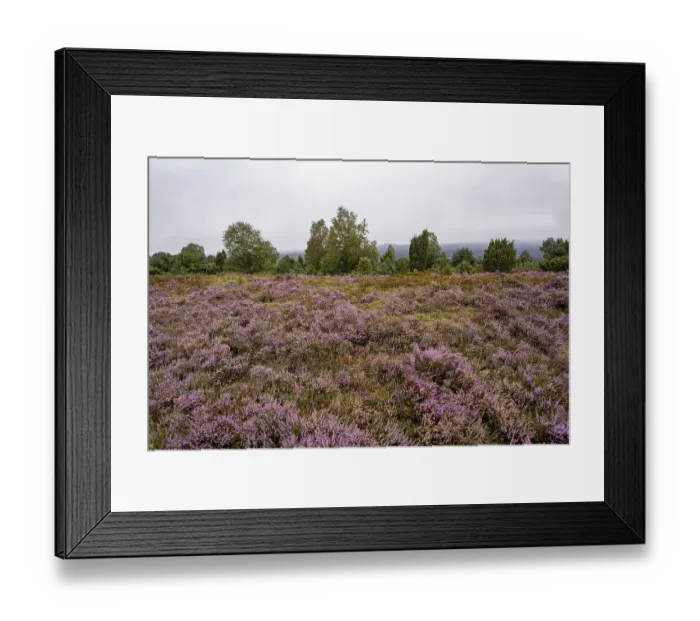 Framed Print : Purple flowering heath, broom heather and juniper bushes