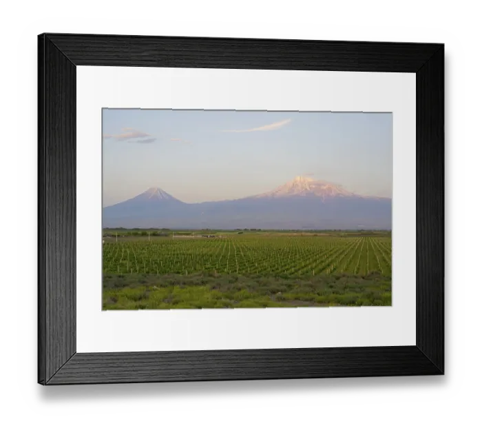 Framed Print : Two majestic volcanoes in the soft morning light behind a vast vineyard