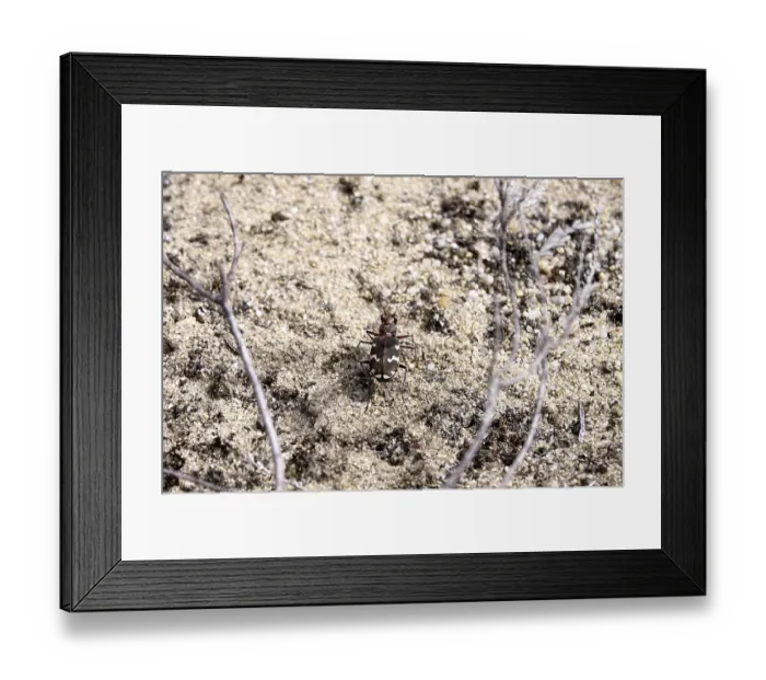 Framed Print : Dune sand beetle, summer, Lusatia, Saxony, Germany Framed Print : Dune sand beetle, summer, Lusatia, Saxony, Germany