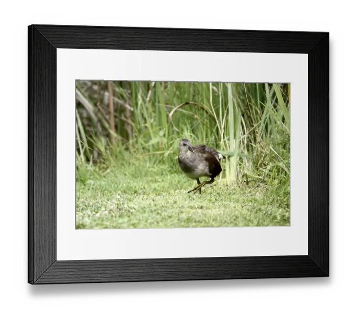 Framed Print : Young moorhen, summer, Germany Framed Print : Young moorhen, summer, Germany