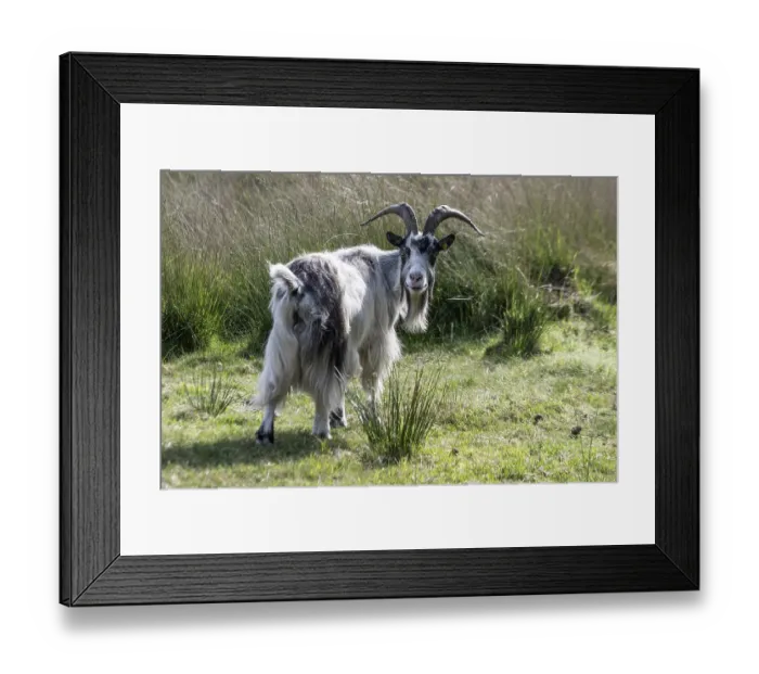 Framed Print : Dutch goat (Capra aegagrus hircus) Framed Print : Dutch goat (Capra aegagrus hircus)