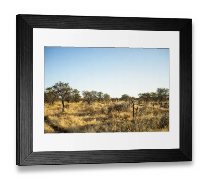 Framed Print : A solitary giraffe walking across the bright savanna of Namibia under a clear blue sky