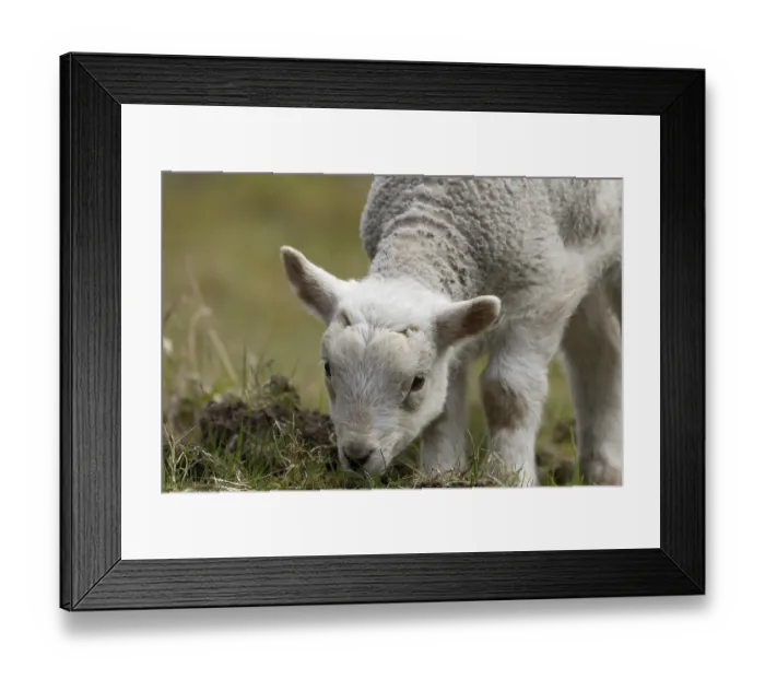 Framed Print : Domestic sheep (Ovis aries) juvenile baby lamb farm animal feeding in grassland in spring Framed Print : Domestic sheep (Ovis aries) juvenile baby lamb farm animal feeding in grassland in spring
