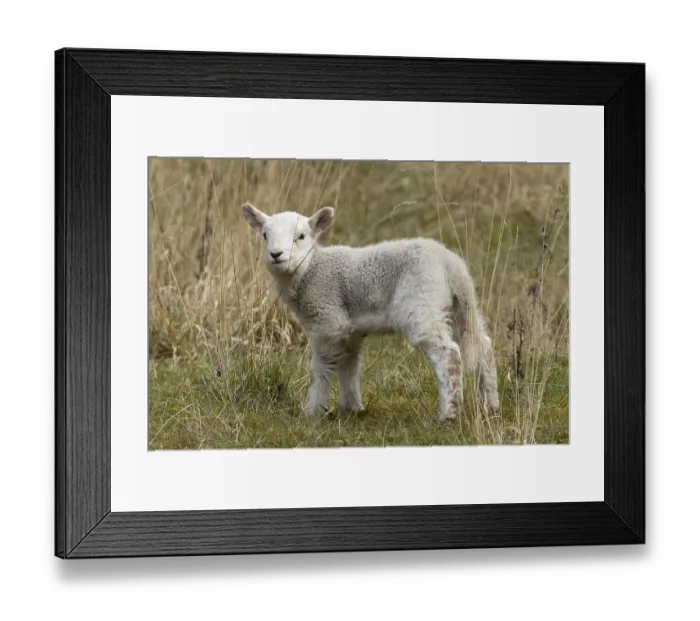 Framed Print : Domestic sheep (Ovis aries) juvenile baby lamb farm animal in grassland in spring