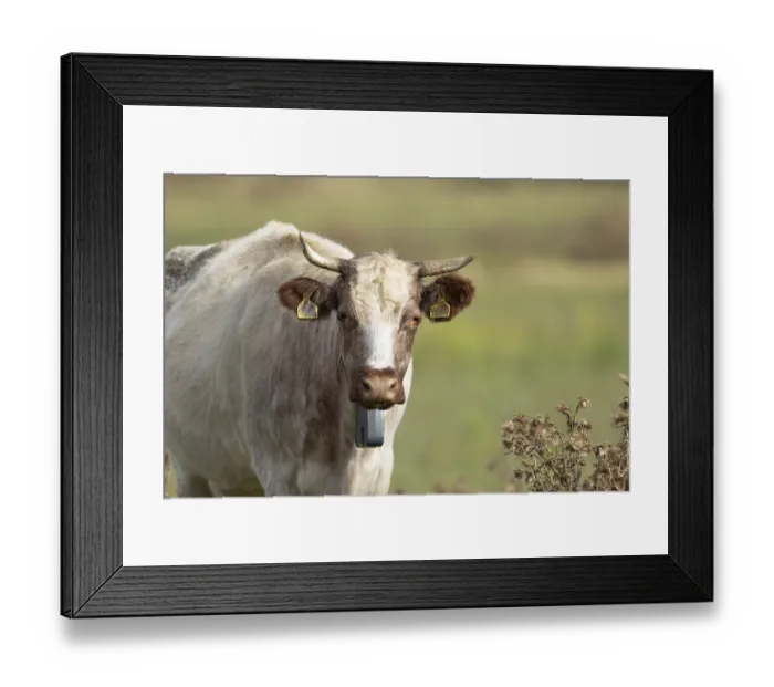 Framed Print : Cattle or Cow (Bos taurus) adult farm animal standing in a grass field
