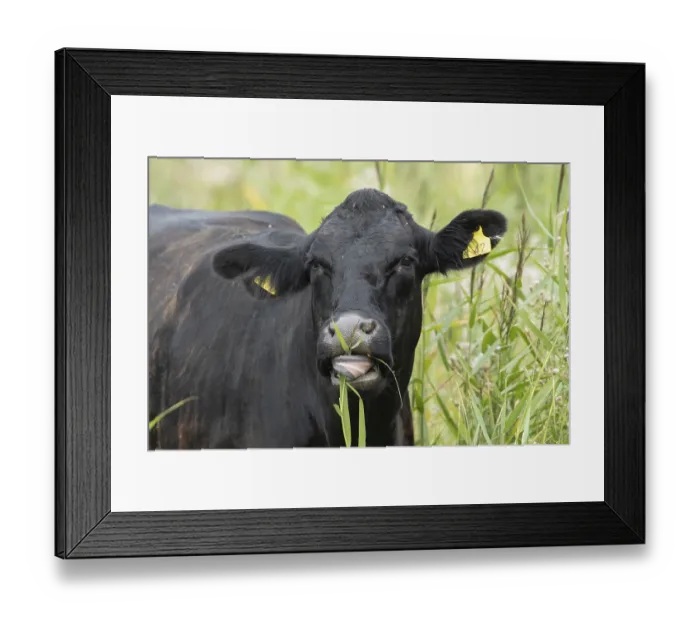 Framed Print : Cattle or Cow (Bos taurus) adult farm animal feeding on a reed plant