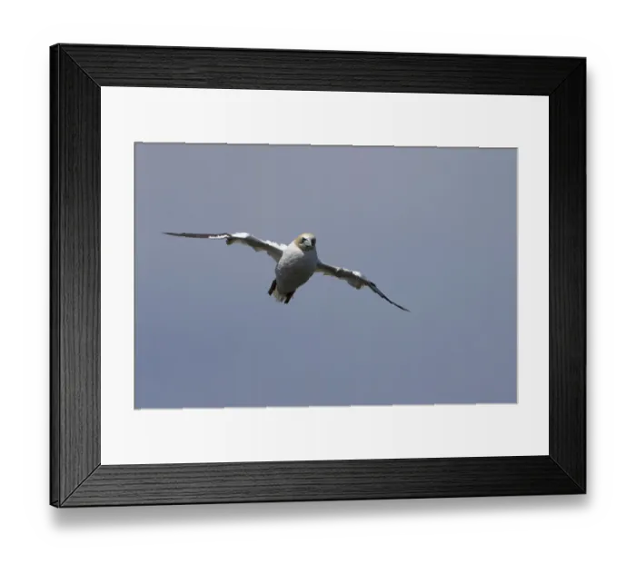 Framed Print : Northern gannet (Morus bassanus) adult sea bird flying