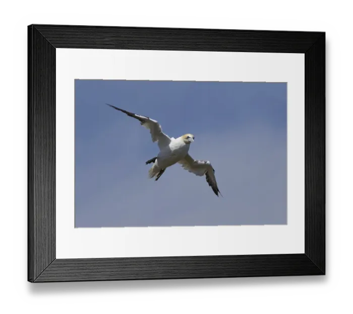 Framed Print : Northern gannet (Morus bassanus) adult sea bird flying