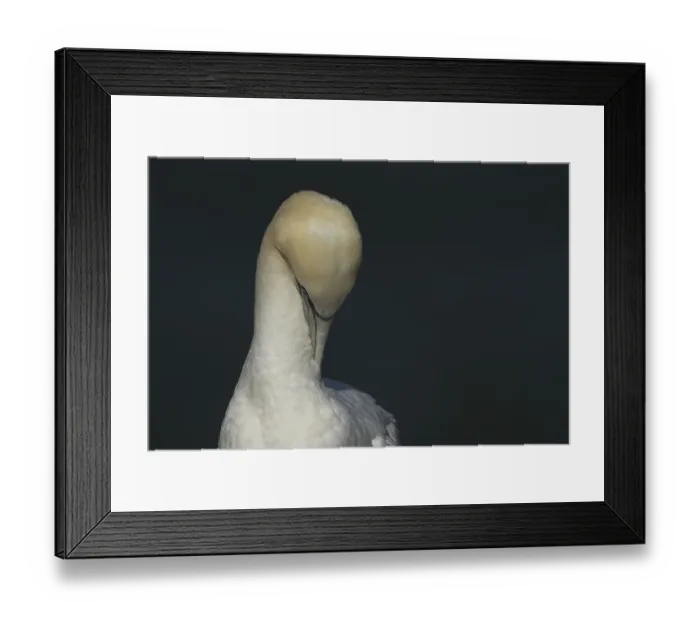 Framed Print : Northern gannet (Morus bassanus) adult sea bird preening on a cliff ledge