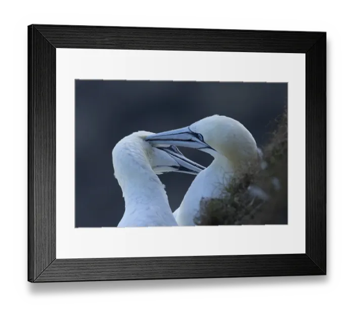 Framed Print : Northern gannet (Morus bassanus) two adult sea birds during their courtship love display on a cliff ledge Framed Print : Northern gannet (Morus bassanus) two adult sea birds during their courtship love display on a cliff ledge
