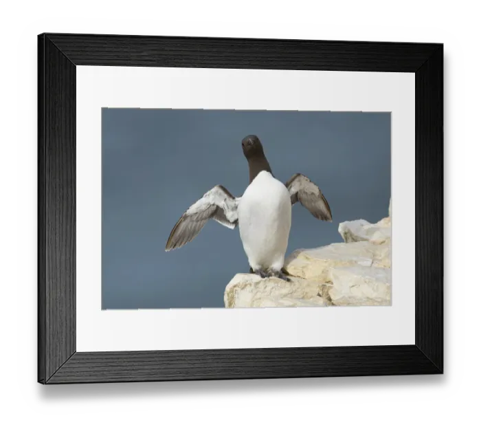 Framed Print : Guillemot (Uria aalge) adult sea bird stretching its wings on a cliff ledge Framed Print : Guillemot (Uria aalge) adult sea bird stretching its wings on a cliff ledge