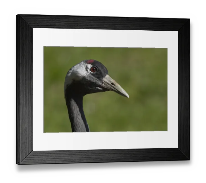 Framed Print : Eurasian or Common crane (Grus grus) adult bird head portrait Framed Print : Eurasian or Common crane (Grus grus) adult bird head portrait