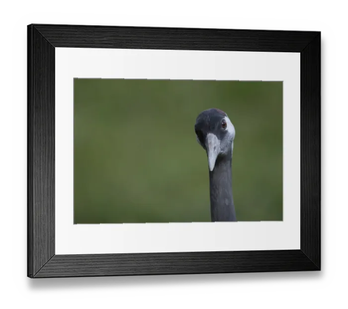 Framed Print : Eurasian or Common crane (Grus grus) adult bird head portrait