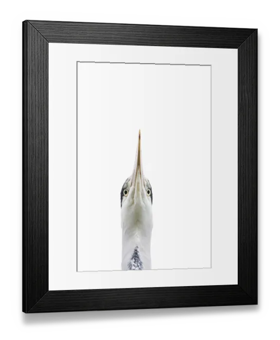 Framed Print : Grey heron (Ardea cinerea) adult bird head portrait Framed Print : Grey heron (Ardea cinerea) adult bird head portrait