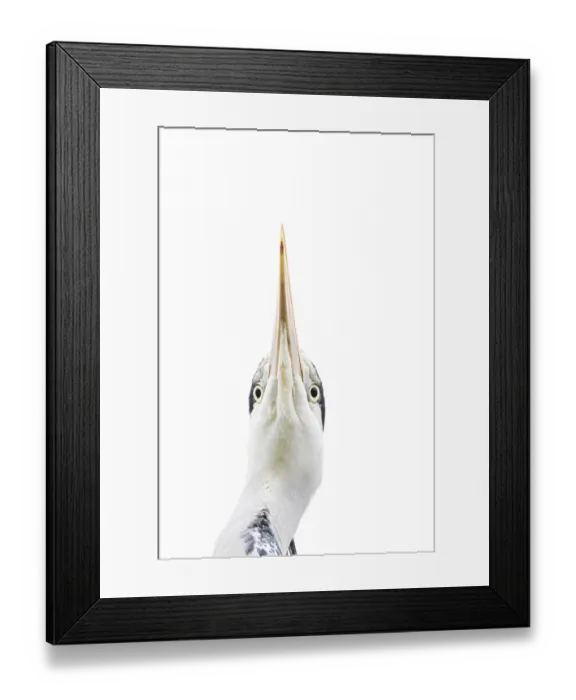 Framed Print : Grey heron (Ardea cinerea) adult bird head portrait