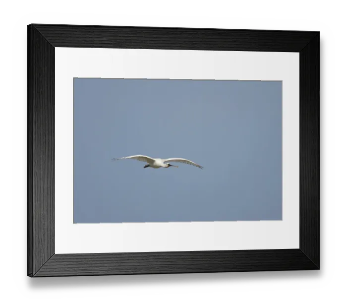Framed Print : Eurasian spoonbill (Platalea leucorodia) adult bird flying