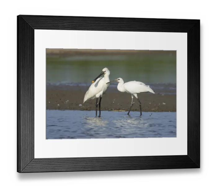 Framed Print : Eurasian spoonbill (Platalea leucorodia) adult bird with a juvenile bird begging for food in a shallow lagoon