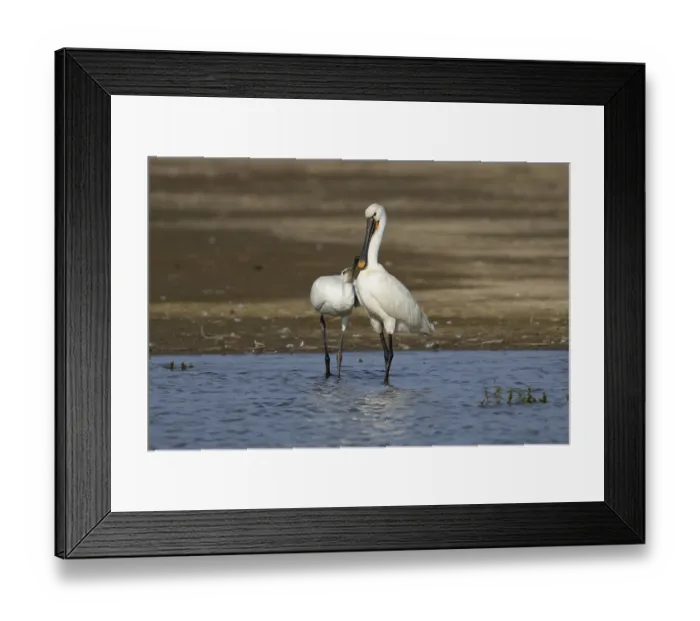 Framed Print : Eurasian spoonbill (Platalea leucorodia) adult bird with a juvenile bird begging for food in a shallow lagoon Framed Print : Eurasian spoonbill (Platalea leucorodia) adult bird with a juvenile bird begging for food in a shallow lagoon