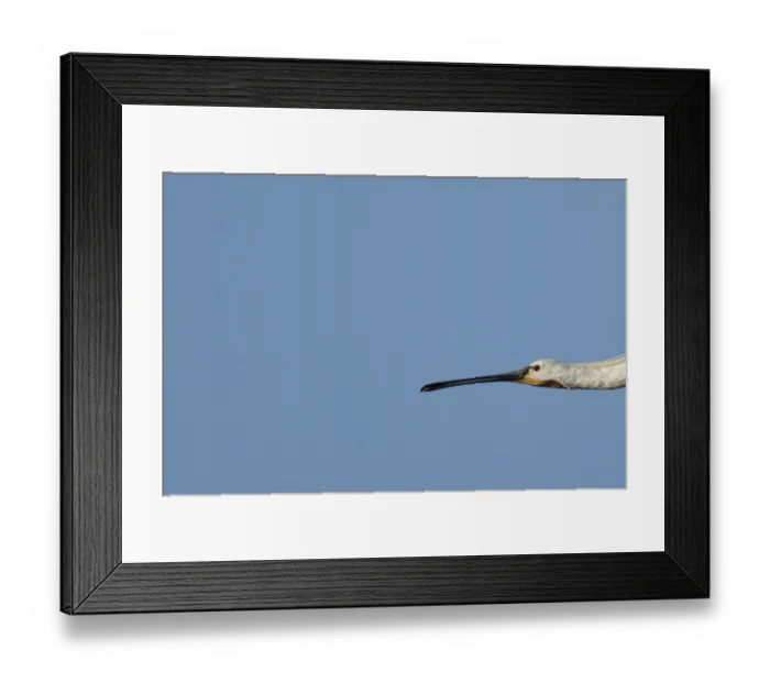 Framed Print : Eurasian spoonbill (Platalea leucorodia) adult bird flying