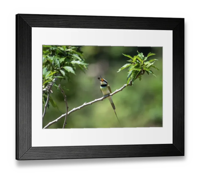 Framed Print : White-throated Bee-eater (Merops albicollis)